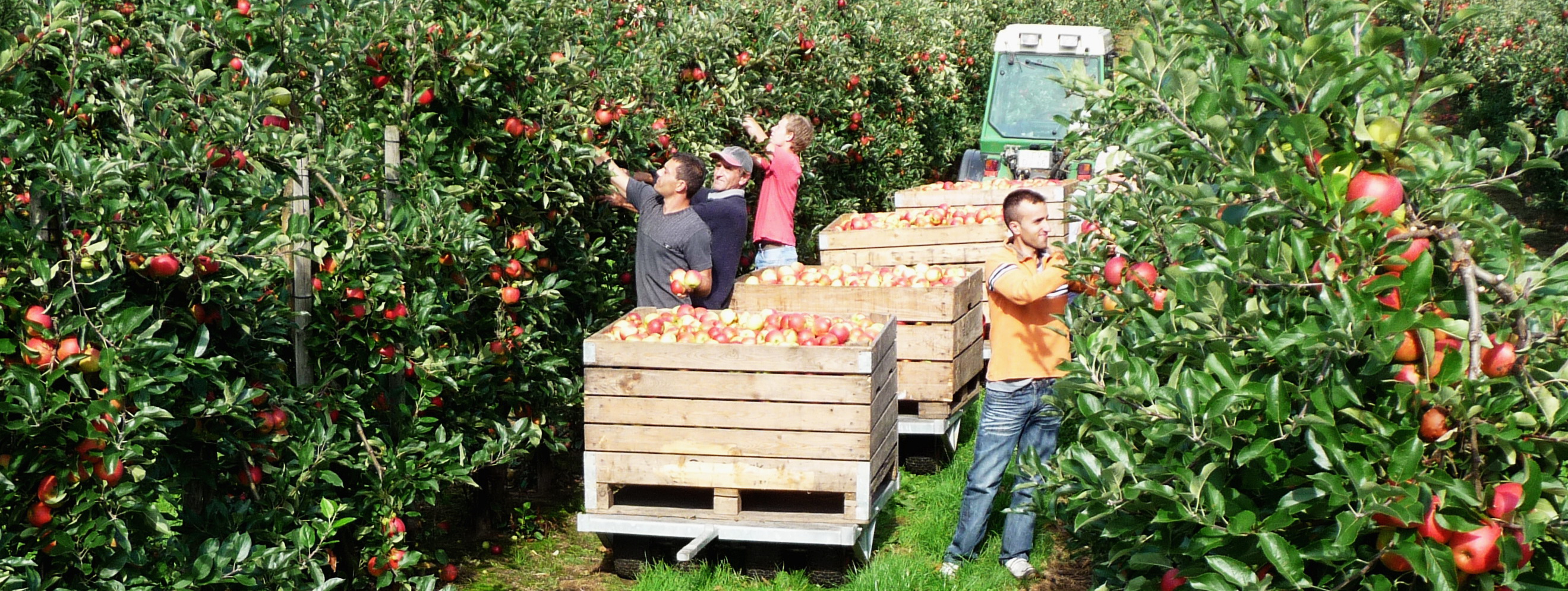 Ernte Obst Oderwald