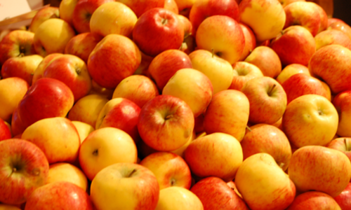 Obst Oderwald Äpfel Obst Oderwald Äpfel